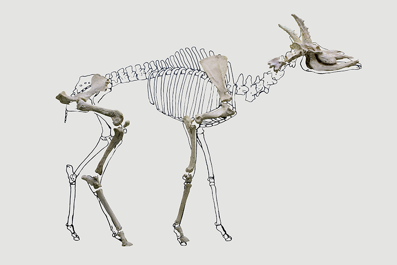  Montaje anatómico de la jirafa Decennatherium rex, especie definida en el yacimiento de Batallones 10. Fotografía: Mario Torquemada / M.A.R.