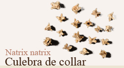 Natrix natrix. Culebra de collar