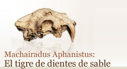 Machairodus aphanistus: El tigre de dientes de sable