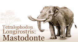 Tetralophodon longirostris. Mastodonte
