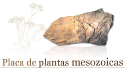 Placa de plantas mesozoicas