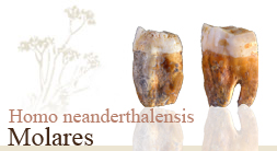 Homo neanderthalensis. Molares