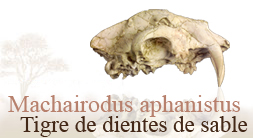 Machairodus aphanistus. Tigre de dientes de sable