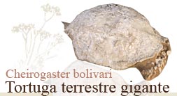 Cheirogaster bolivari. Tortuga terrestre gigante