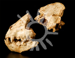 Cráneo de hiena