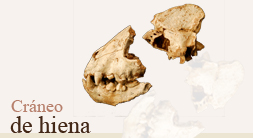 Cráneo de hiena