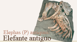 Elefante antiguo, Elephas (P) antiquus