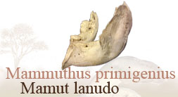 Mammuthus primigenius. Mamut lanudo